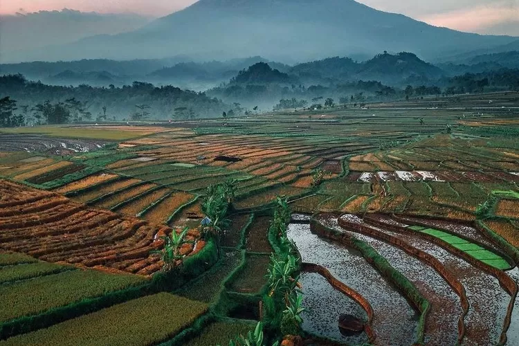 Profil Desa Karangdowo